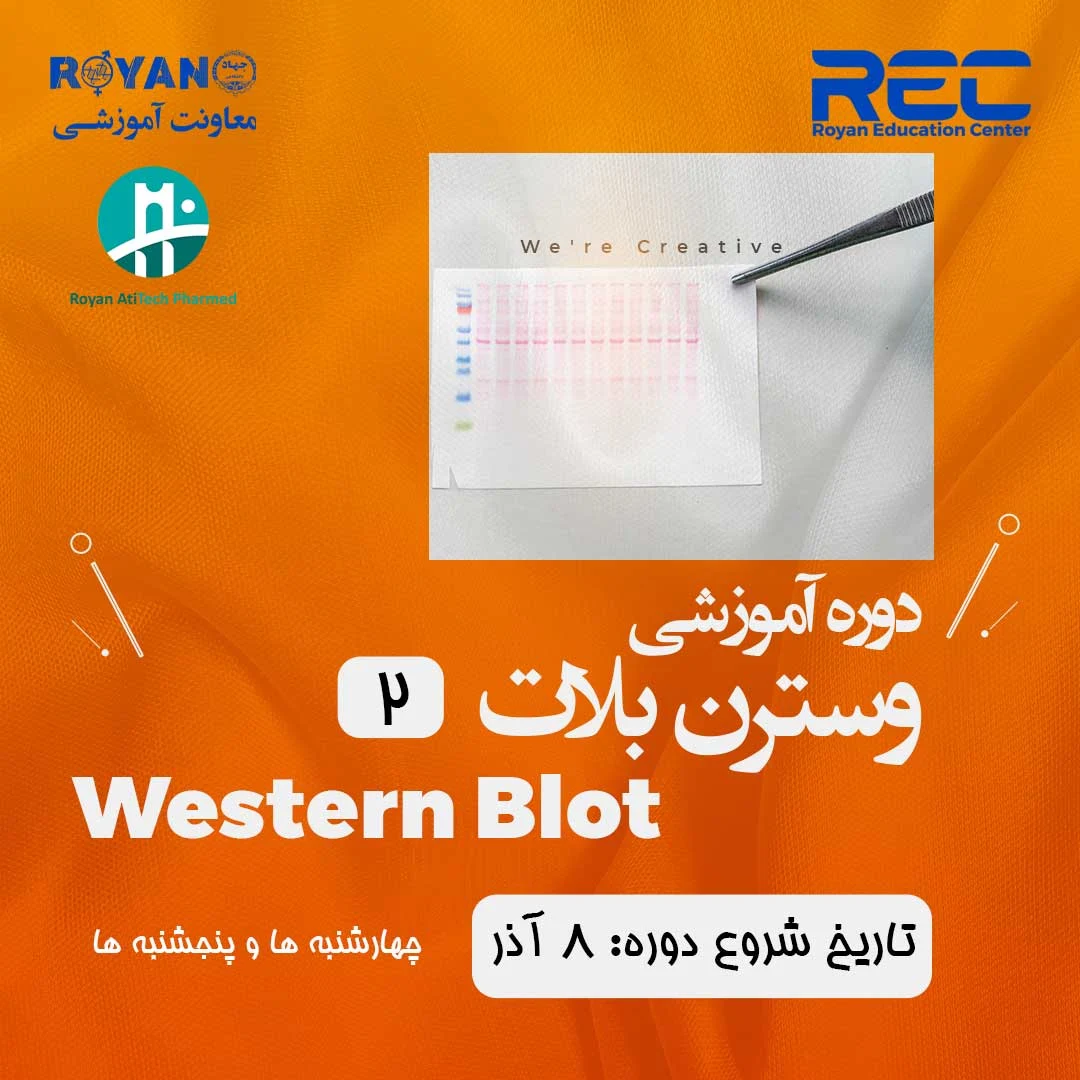 وسترن بلات 2